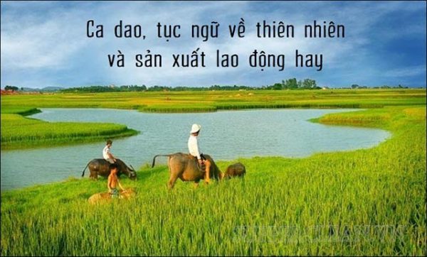 Ca Dao Tục Ngữ Là Gì Sự Khác Nhau Giữa Thành Ngữ Và Tục Ngữ