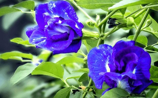 hoa đậu biếc có tác dụng gì