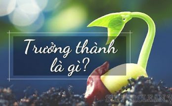 trưởng thành là gì