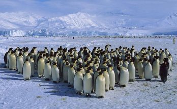 quần thể là gì