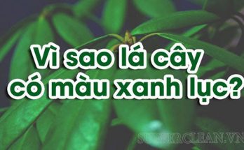 vì sao lá cây có màu xanh lục