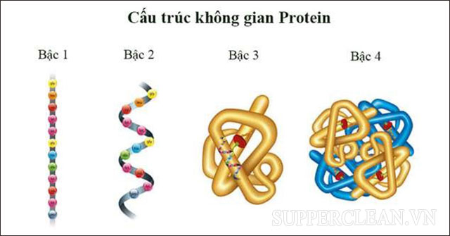 protein là gì