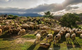 lượng từ là gì