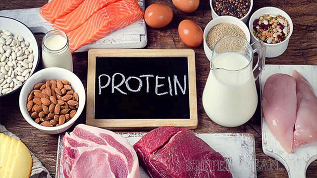 protein là gì