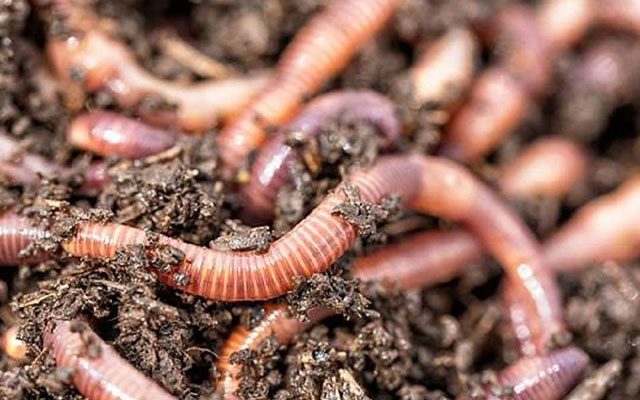 giun đất có vai trò