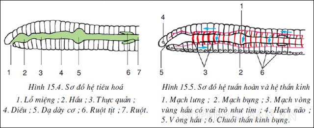hệ tiêu hóa và tuần hoàn của giun