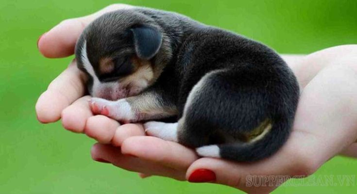 Giải mã giấc mơ thấy chó con