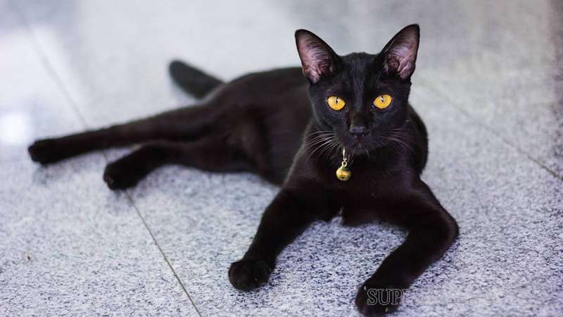 Giải mã những giấc mơ liên quan đến mèo đen
