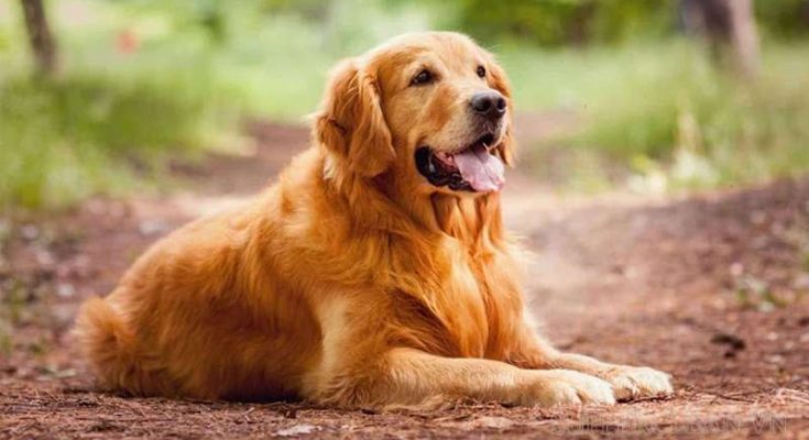 Mơ thấy chó vàng