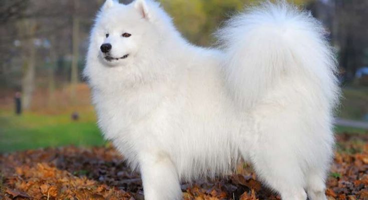 Lý giải giấc mơ thấy mình dắt chó trắng đi dạo