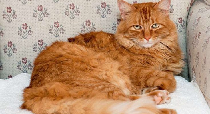 Những dự báo có thể xảy ra khi mơ thấy mèo vàng