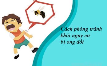 Các cách phòng tránh khỏi nguy cơ bị ong đốt