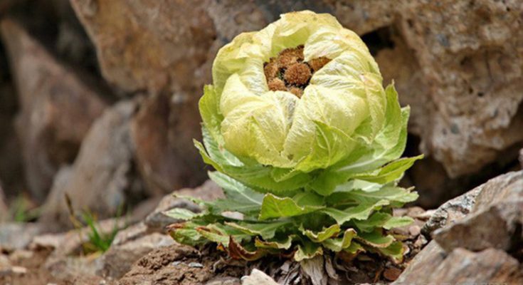 Đặc điểm của hoa thiên sơn tuyết liên