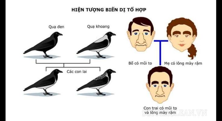 Biến dị tổ hợp là gì
