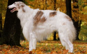 Chó Borzoi