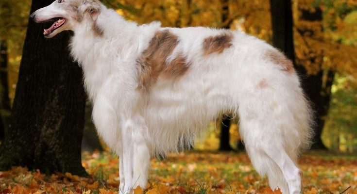 Chó Borzoi