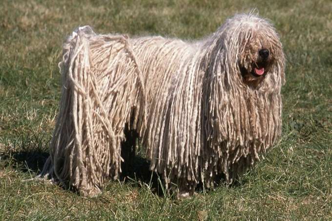 Chú chó Puli với bộ lông dài xù xì