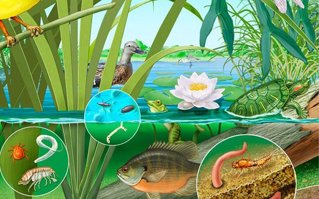 Giới hạn sinh thái - giới hạn chịu đựng của sinh vật