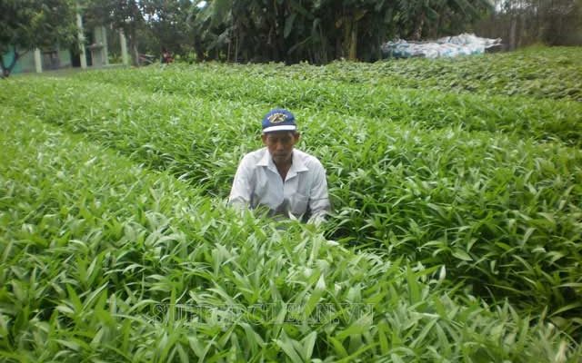 Tìm hiểu về thâm canh trong nông nghiệp là gì?