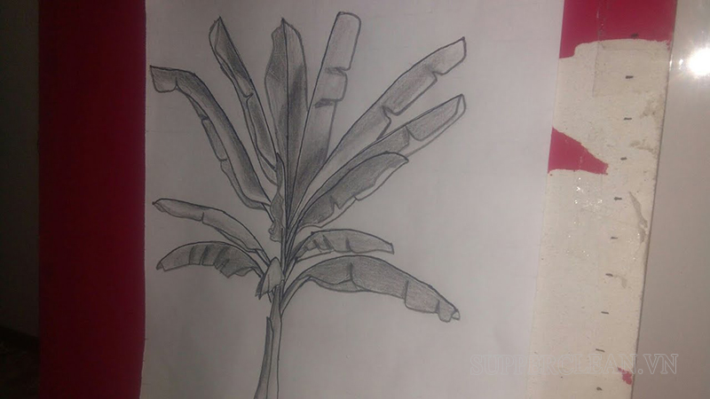 Một số hình vẽ cây chuối đẹp