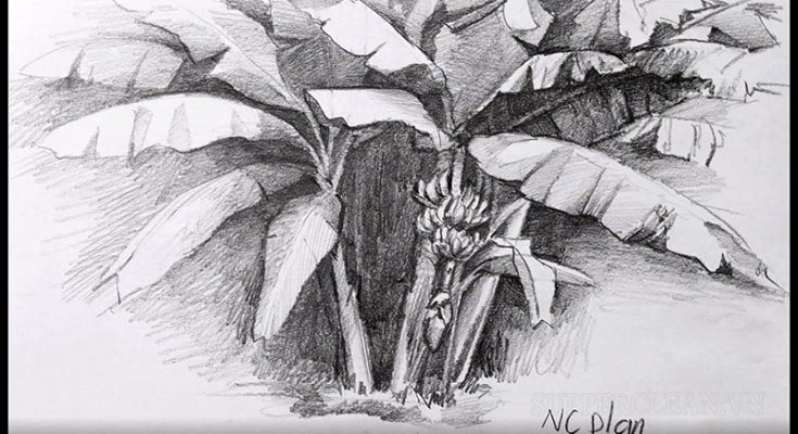 Một số hình vẽ cây chuối đẹp