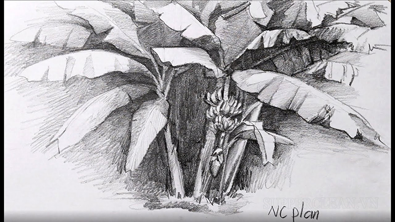 Một số hình vẽ cây chuối đẹp