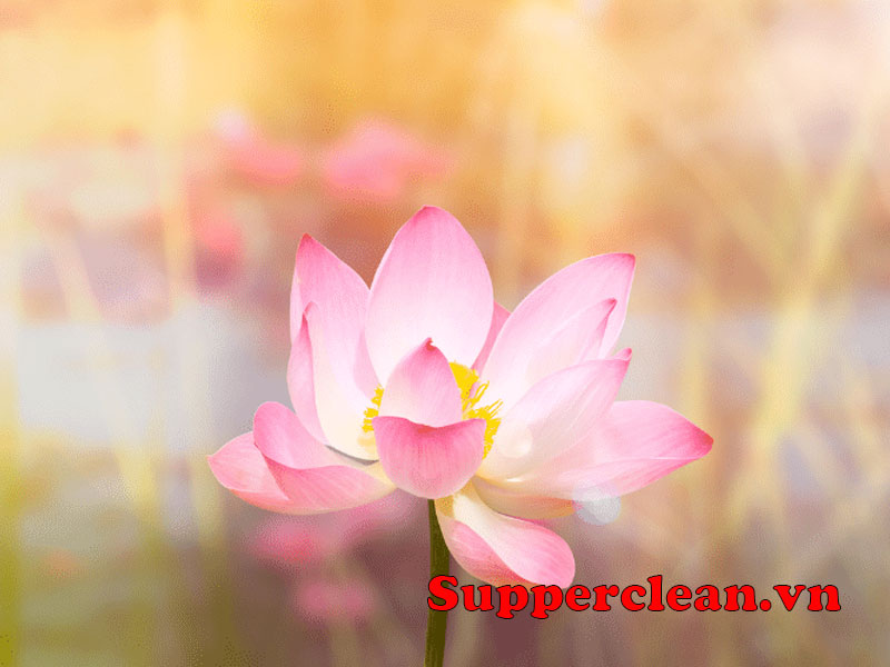 Lợi ích của việc nuôi dưỡng tâm hoan hỉ