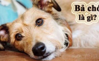 Bả chó là gì - Loại thuốc làm chết chó