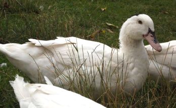 Hình ảnh con ngan