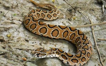 Con nưa là con gì?