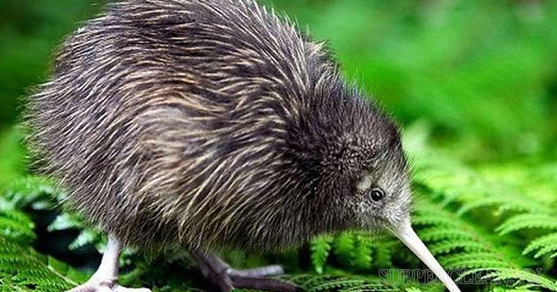 Chim kiwi - Loài chim biểu tượng của New Zealand 