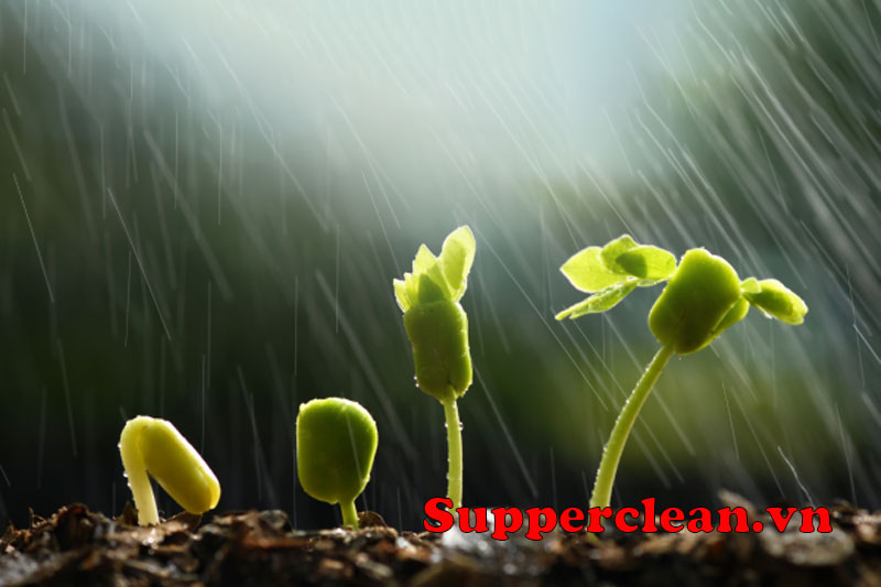 Làm sao để nuôi dưỡng Chân  Thiện  Mỹ trong bản thân?