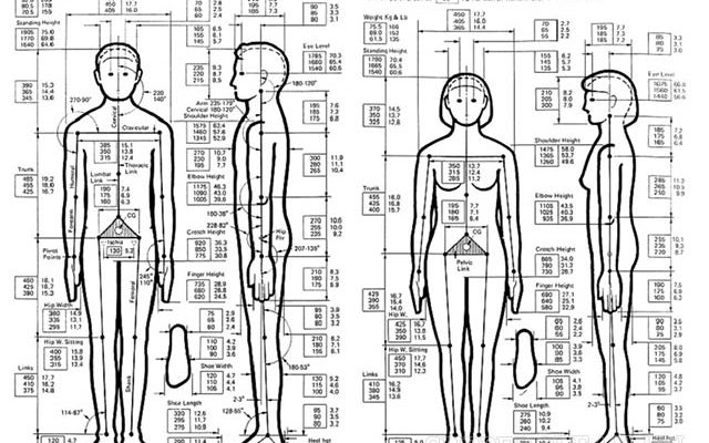 Nhân trắc học - nghiên cứu về cơ thể con người