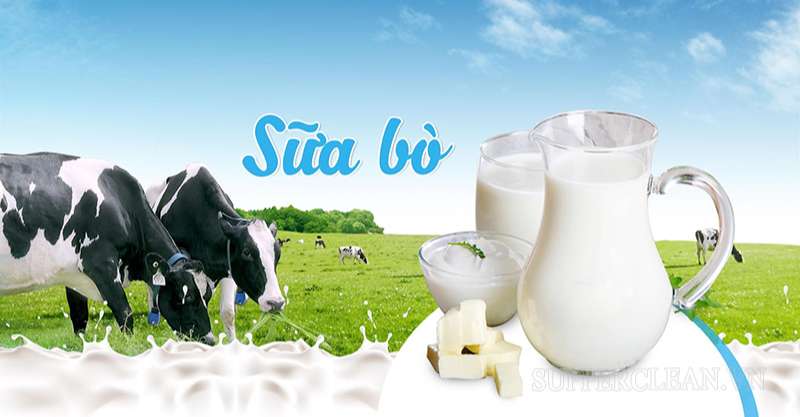 Bò được nuôi lấy sữa và sản xuất các chế phẩm từ sữa