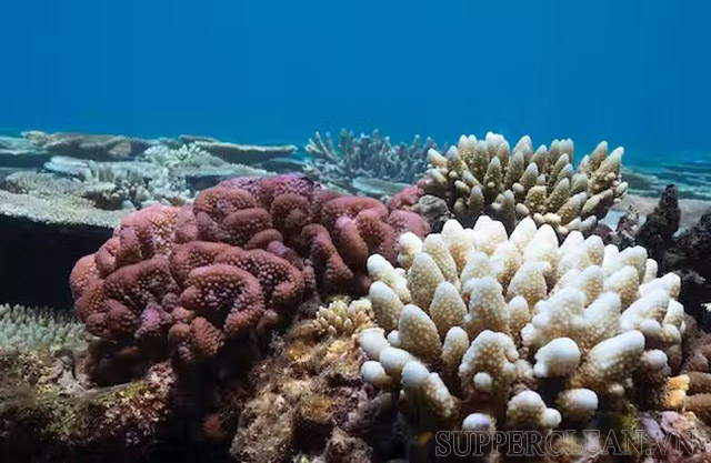 Sự cộng sinh của san hô và tảo