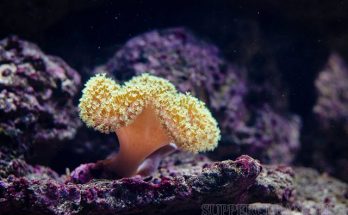 San hô là gì - một loài sinh vật biển