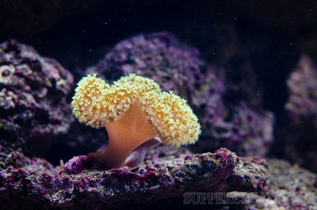 San hô là gì - một loài sinh vật biển