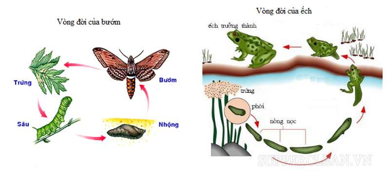 Quá trình phát triển qua biến thái của bướm và ếch