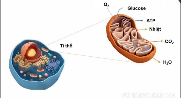 Hô hấp tế bào quá trình tạo ra năng lượng cho tế bào