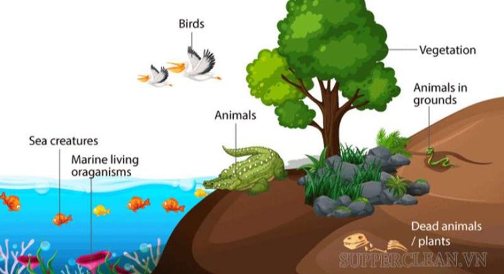 Sinh quyển là quyển bao gồm toàn bộ các sinh vật sống trên Trái Đất