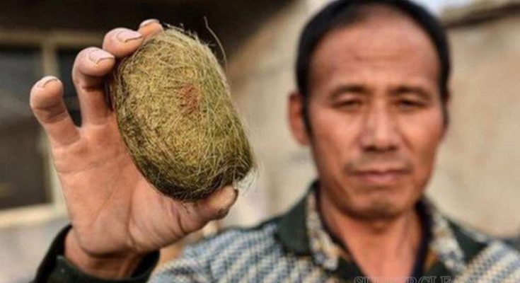 Trư cát có giá bán rất đắt