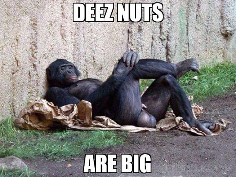 Deez nuts là từ lóng chỉ “cặp trứng” của nam giới