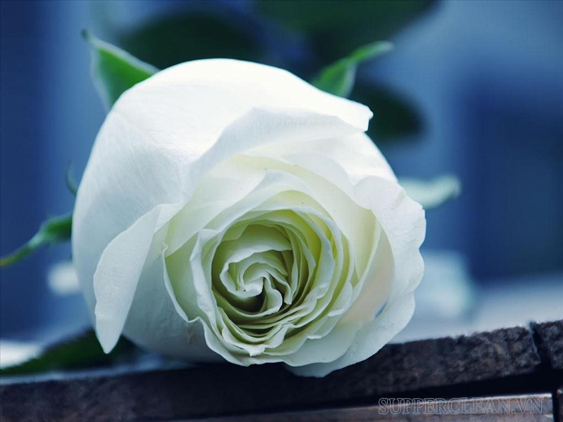 Câu chuyện về hoa hồng trắng 