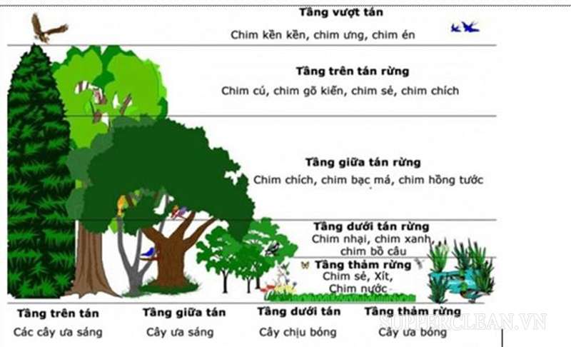 Ví dụ về sự phố bố theo chiều thẳng đứng