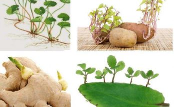 Sinh sản vô tính không có sự kết hợp hai giao tử đực - cái