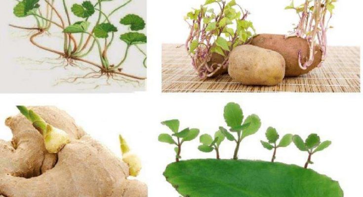 Sinh sản vô tính không có sự kết hợp hai giao tử đực - cái