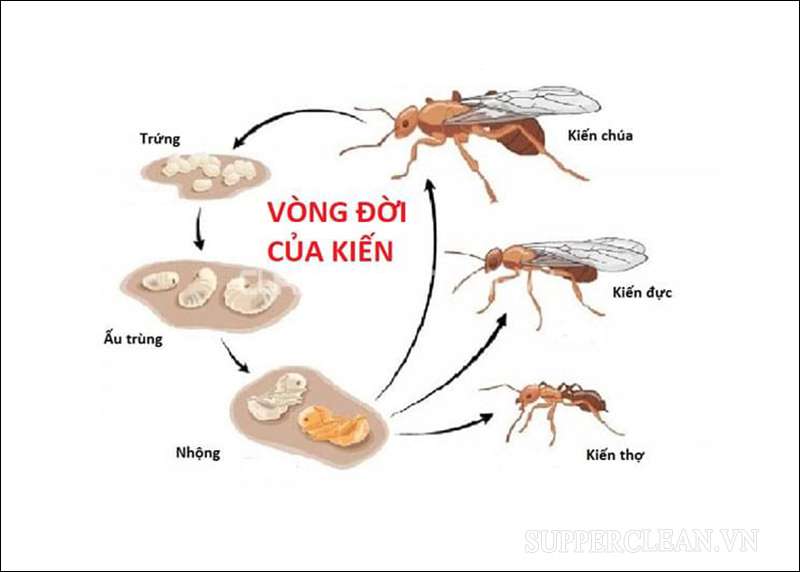 Chu kỳ sinh sản và phát triển của loài kiến