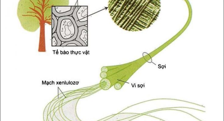 Xenlulozơ là thành phần quan trọng cấu tạo nên thành tế bào thực vật 