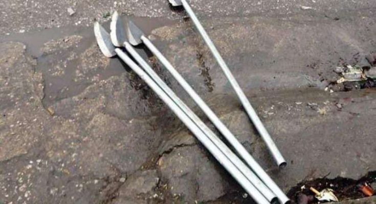 Hình ảnh cây phóng lợn