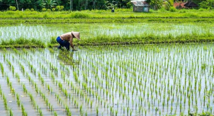 Đất LUC là đất dùng để canh tác lúa nước